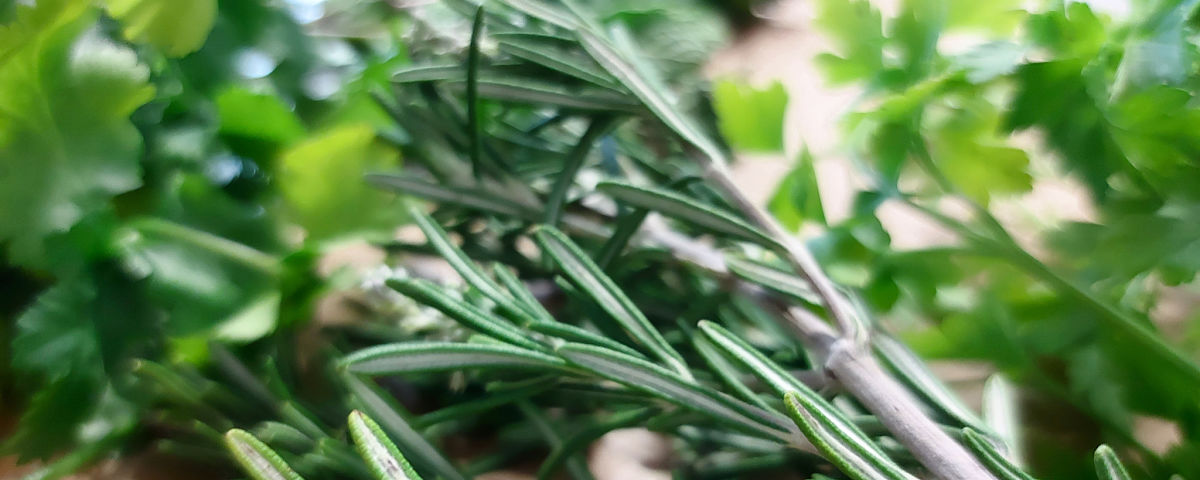 How to increase the shelf life of herbs 